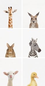 c11ce305da972897b1b7954437d60726